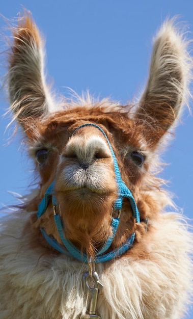 Foto een close-up portret van een alpaca tegen een heldere lucht