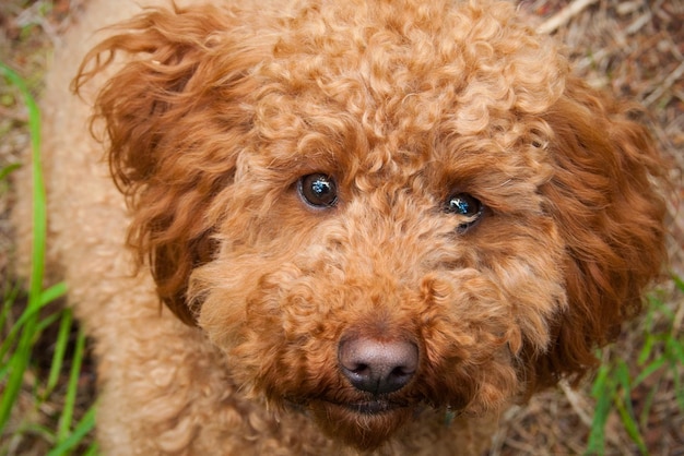 Een close-up portret van een cockapoo