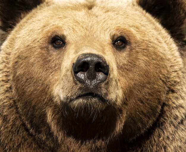 Een close-up portret van een gorilla