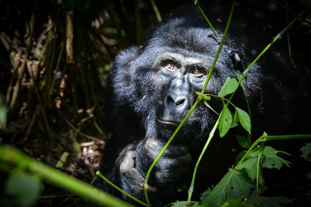 Een close-up portret van een gorilla