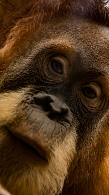 Een close-up portret van een gorilla
