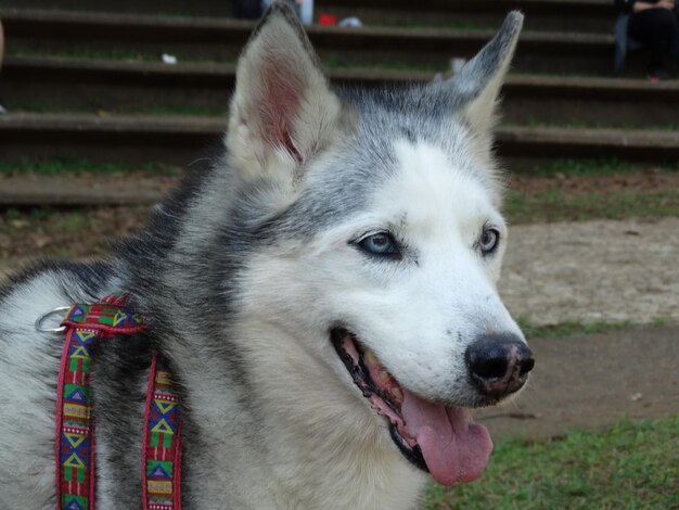 Een close-up portret van een husky