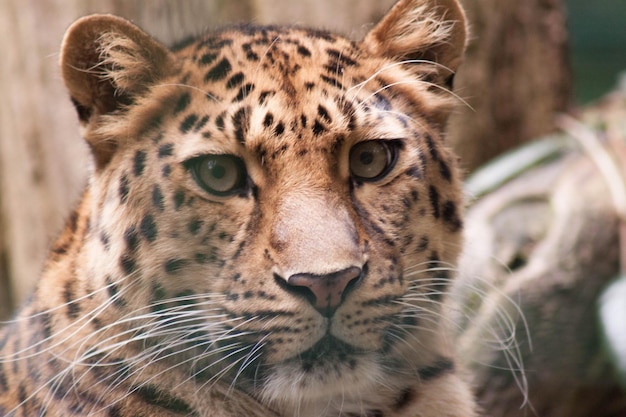 Een close-up portret van een luipaard