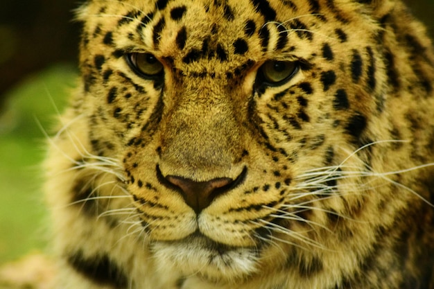 Een close-up portret van een luipaard