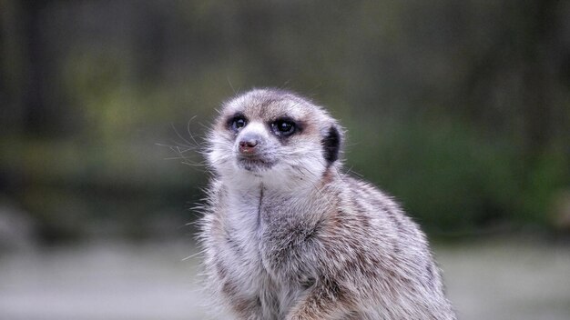 Een close-up portret van een meerkat