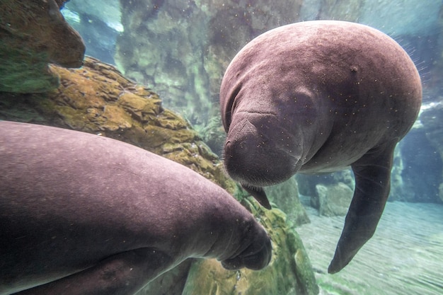 Foto een close-up portret van een pasgeboren baby-manatee