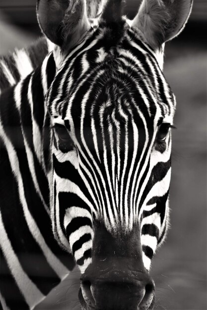 Foto een close-up portret van een zebra