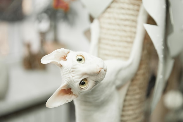 Foto een close-up portret van mooie witte don sphynx-kat op krabpaal met onscherpe achtergrond