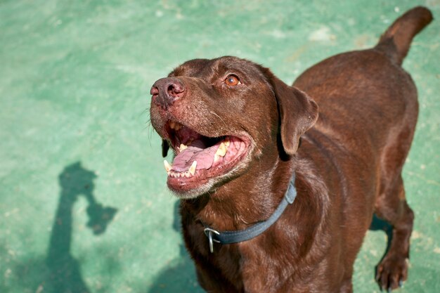 Een close-up shot van een speelse bruine Labrador retriever met open mond