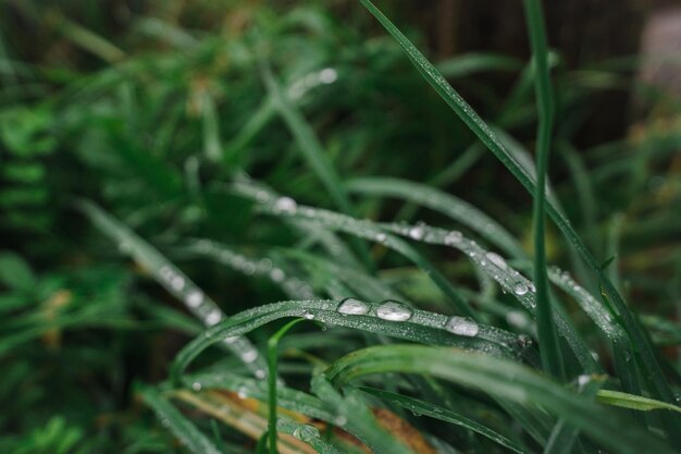 Foto een close-up van dauwdruppels op een groen gras