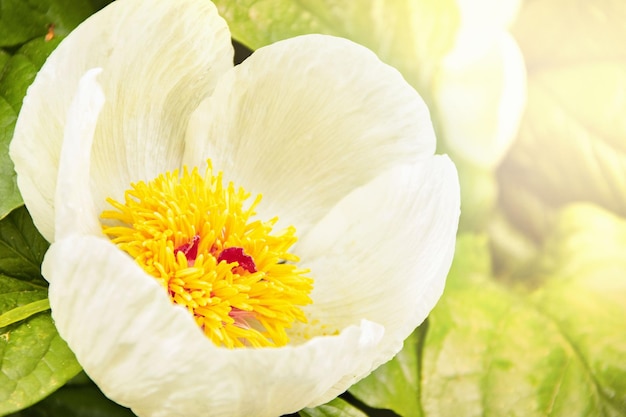 Een close-up van de bloem van de Mlokosewicz Peony Paeoniaceae Paeonia mlokosewitschii Lomak