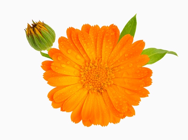 Een close up van de bloem van geneeskrachtige kruiden pot goudsbloem Calendula officinalis geïsoleerd op wit