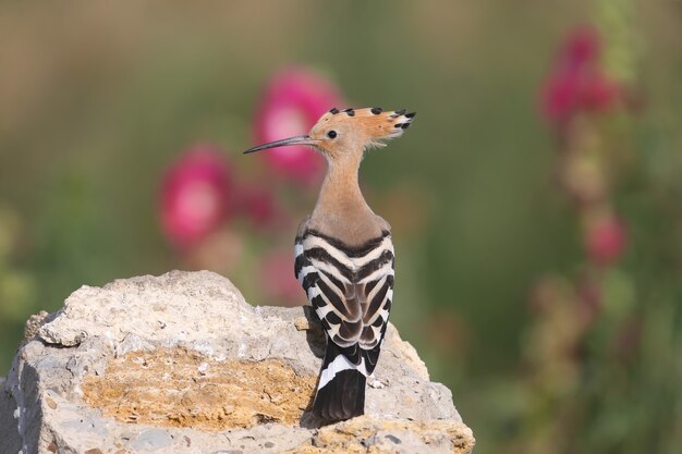 Een close-up van de Euraziatische hop Upupa epops