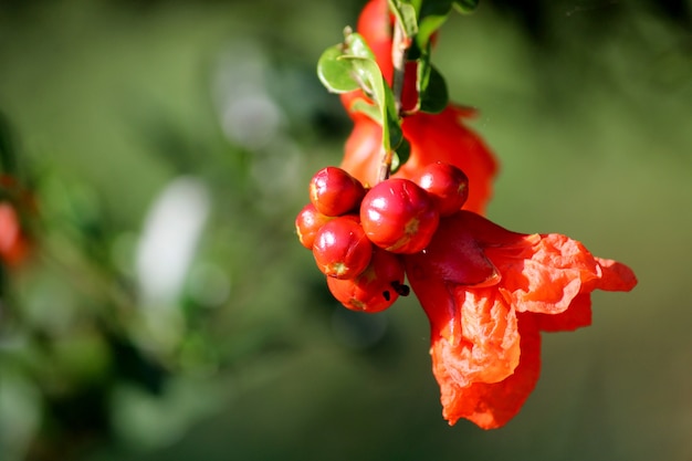 Een close-up van de granaatappelbloemen die aan de boom hangen.