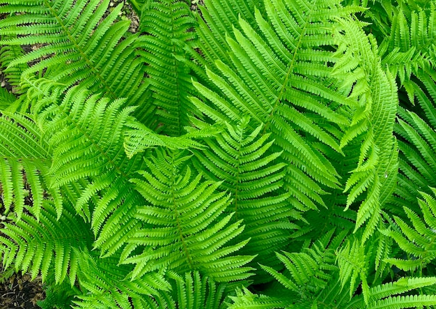 Een close-up van de groene bladeren op een damevaren, een soort Athyrium filixfemina gevonden in Oekraïne