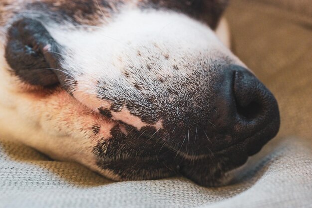 Een close-up van de neus en mond van een hond