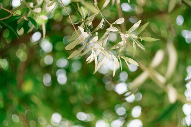 Een close-up van de olijftak op een groene vage bokehachtergrond