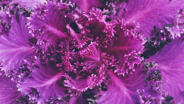 Een close-up van de paarse plant