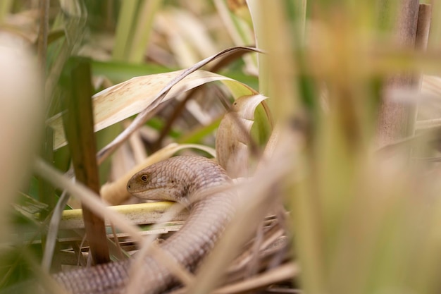 Een close-up van de sheltopusik pseudopus apodus ook wel pallas' glashagedis genoemd