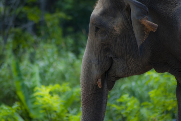 Een close-up van de slurf van een olifant