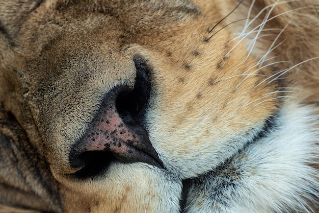 Een close-up van de snuit van de leeuw Panthera leo leo