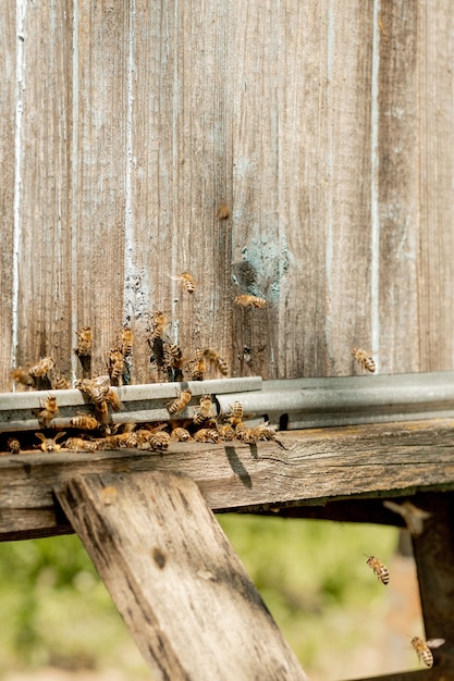 Een close-up van de werkende bijen die bloemstuifmeel naar de korf op zijn poten brengen.