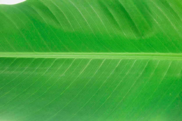 Een close-up van een bananenblad met de textuur van het blad.