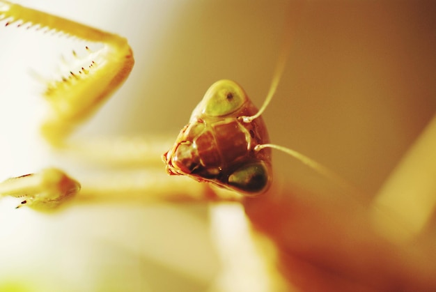 Foto een close-up van een biddermos in de open lucht