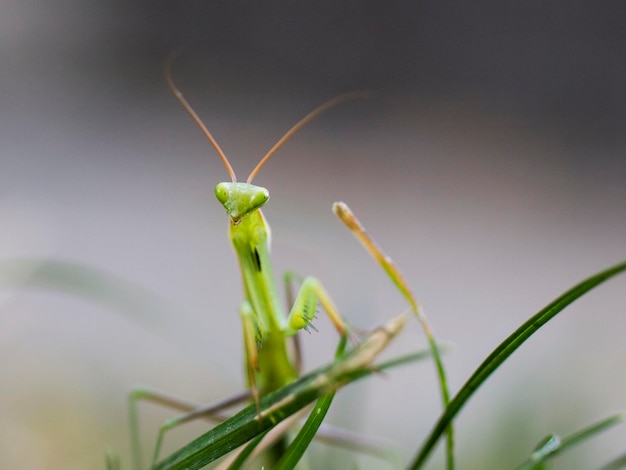 Een close-up van een bidsmeester op het gras
