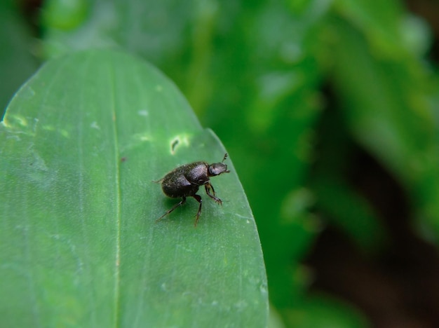 Een close-up van een blad met een insect erop