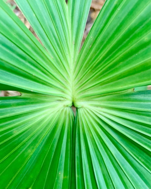 Een close-up van een blad met het woord palm erop