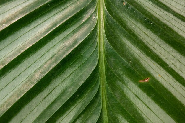 Foto een close-up van een blad met het woord palm erop