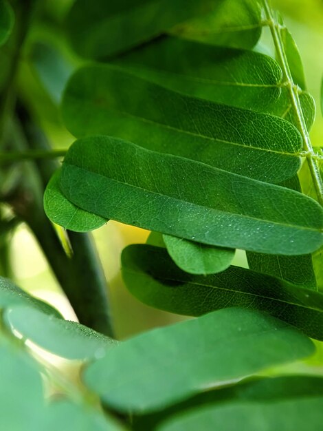 Een close-up van een blad met het woord palm erop