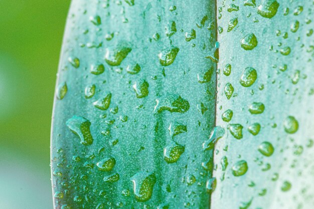 Een close-up van een blad met waterdruppeltjes erop