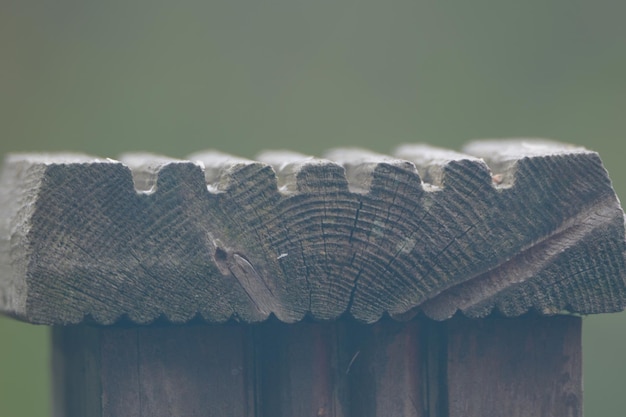 Een close-up van een blad