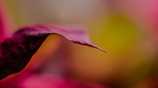 een close-up van een bloem met een wazige achtergrond
