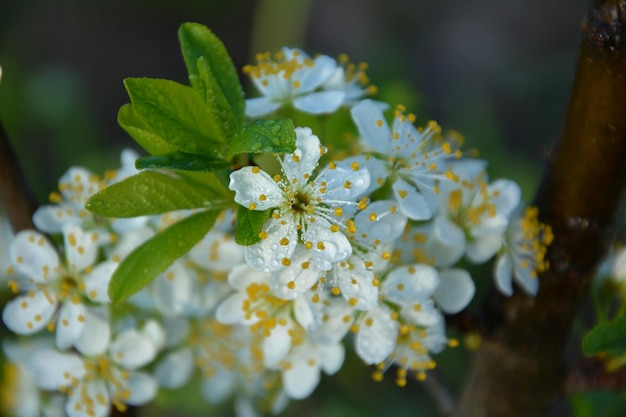 Een close-up van een bloem met gele centra