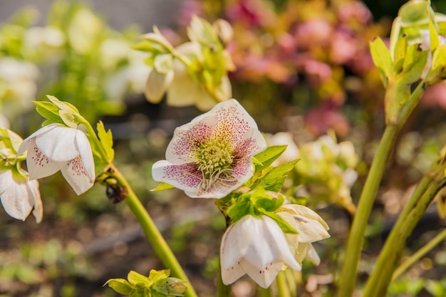 Een close-up van een bloem met het woord Helleborus erop