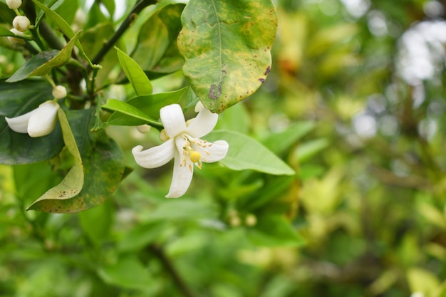 een close-up van een bloem met het woord "ik hou ervan" erop