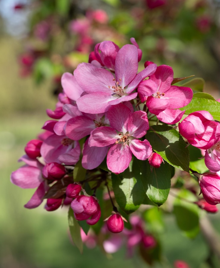 Foto een close-up van een bloem met het woord kers op