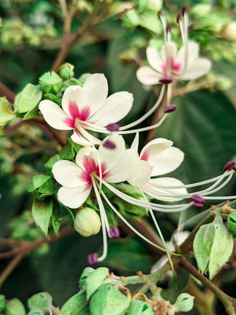 Een close-up van een bloem met paarse en witte bloemblaadjes