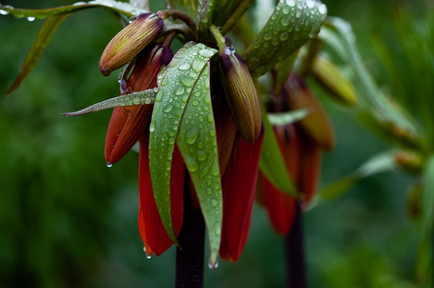 Een close-up van een bloem met regendruppels erop