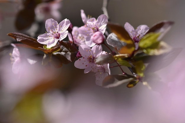 Een close-up van een bloem met roze bloemen