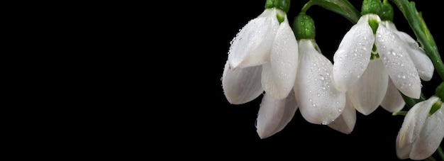 Een close-up van een bloem met waterdruppels