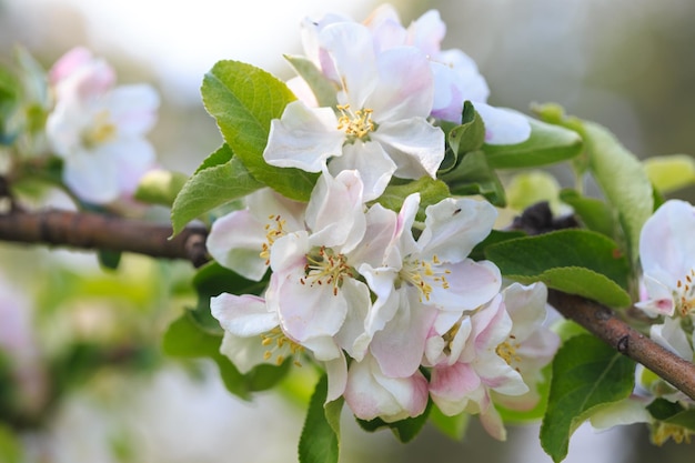 Een close-up van een bloem met witte en roze bloemblaadjes