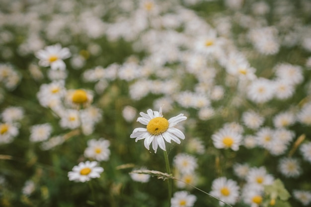 Een close up van een bloem