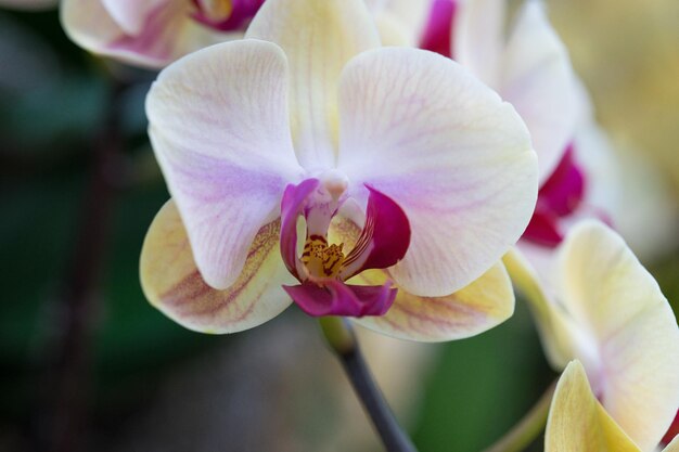 Een close up van een bloem