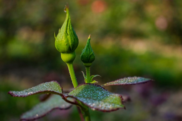 Foto een close-up van een bloemknop met het woord liefde erop