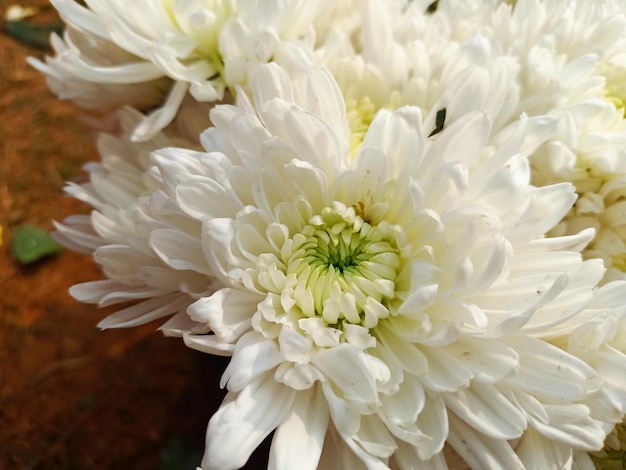 Een close-up van een boel bloemen