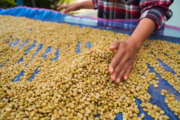 Een close-up van een boer die de schors scheidt van Arabica-koffiebonen die op grote hoogte worden geteeld in het Mae Wang-district, in de provincie Chiang Mai.